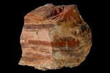 Colorful, Polished Petrified Wood (Araucarioxylon) - Arizona #147909-2